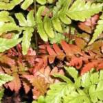 Dryopteris erythrosora