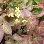 epimedium-x-perralchicum-fronleiten