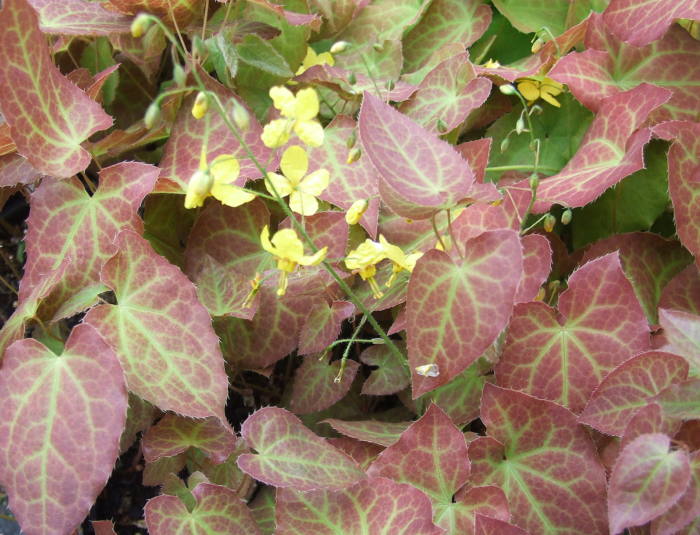 epimedium-x-perralchicum-fronleiten