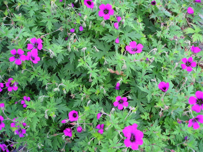Geranium ‘Ann Folkard’
