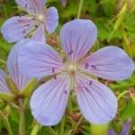 Geranium 'Blue Cloud'