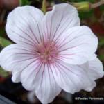 Geranium clarkei 'Kashmir White'