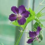 Geranium phaeum 'Lily Lovell'