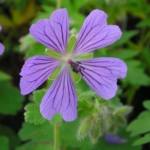 Geranium 'Philippe Vapelle'