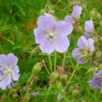 Geranium pratense 'Mrs Kendall Clarke'