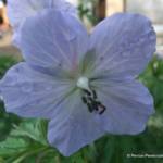 Geranium pratense 'Silver Queen'