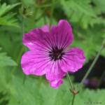 Geranium 'Red Admiral'