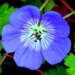 Geranium 'Rozanne'