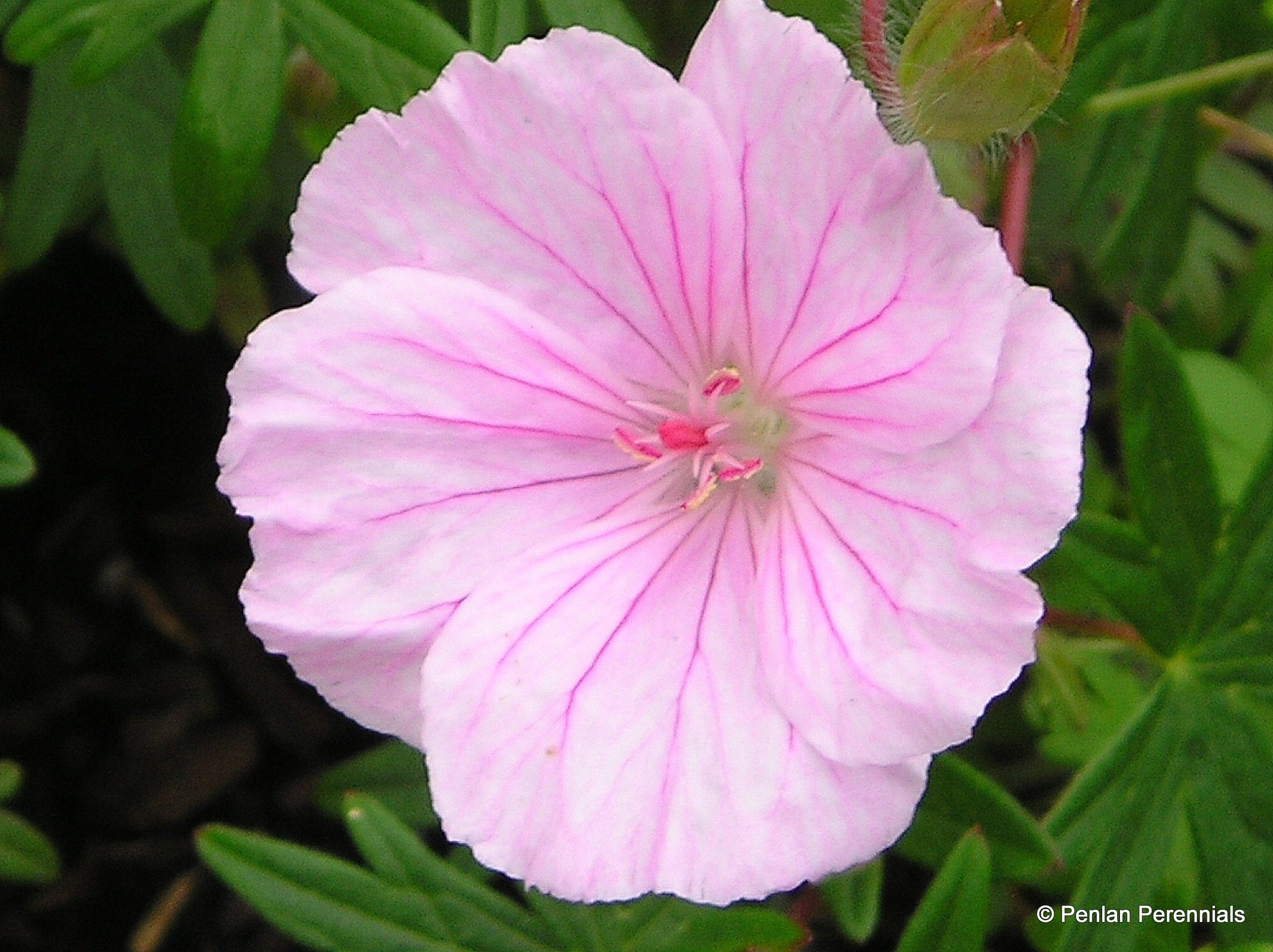 Герань sanguineum striatum. Герань var. Striatum. Герань Спрингтайм. Герань кроваво-красная Vision Pink.