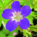 Geranium sylvaticum 'Amy Doncaster'