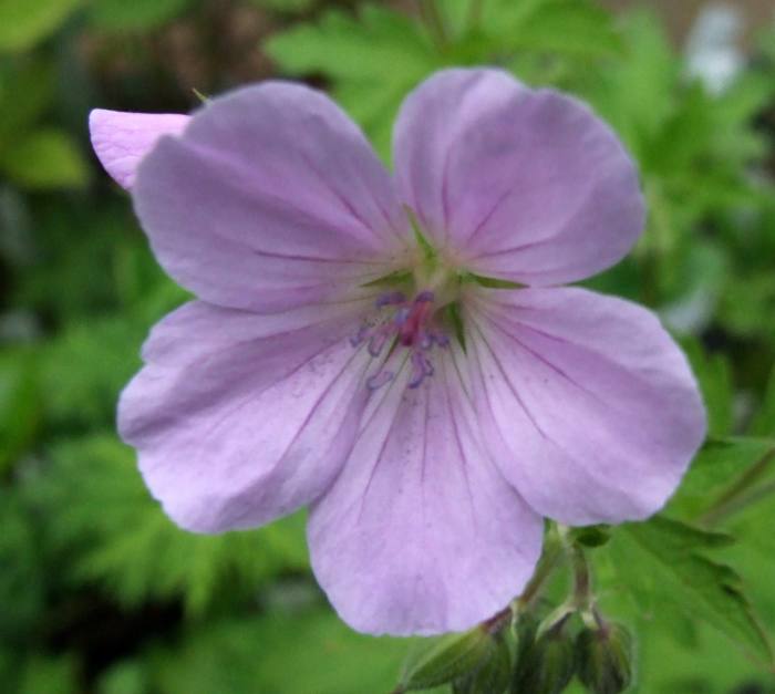 Geranium sylvaticum 'Coquetdale Lilac'