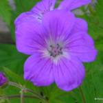 Geranium sylvaticum 'Mayflower'