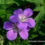 Geranium sylvaticum 'Mayflower'