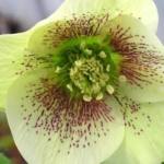 helleborus-x-hybridus