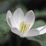 Jeffersonia diphylla