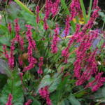 persicaria-amplexicaulis-inverleith