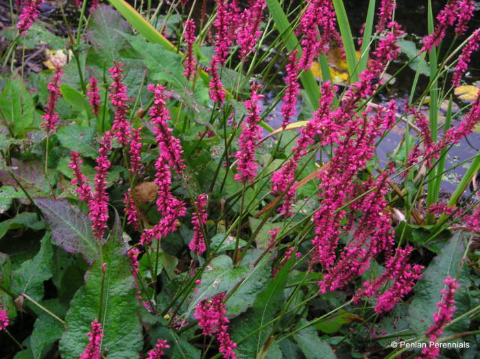 persicaria-amplexicaulis-inverleith