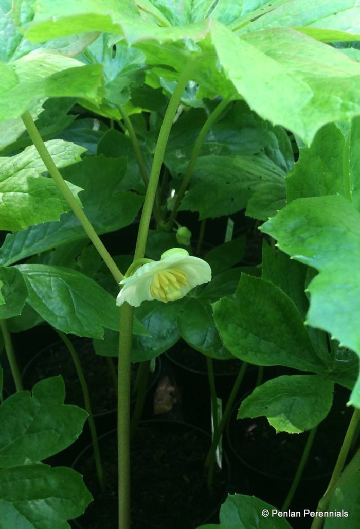 Podophyllum peltatum