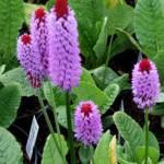 Primula vialii