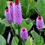 Primula vialii