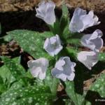 Pulmonaria 'Opal'