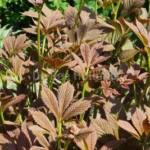 Rodgersia pinnata 'Chocolate Wing'