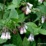 Symphytum 'Hidcote Blue'