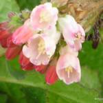 Symphytum 'Hidcote Pink'