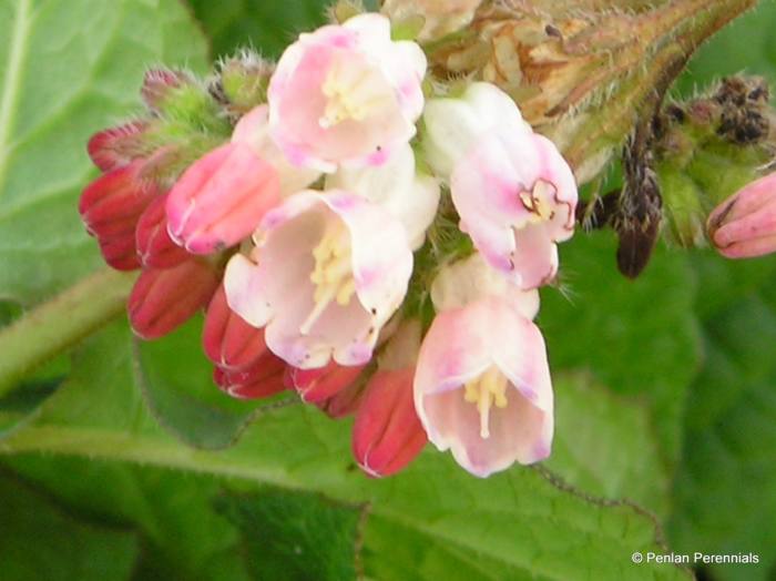 Symphytum 'Hidcote Pink'