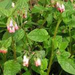 Symphytum 'Hidcote Pink'