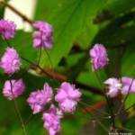 Thalictrum delavayi 'Hewitt's Double'