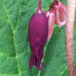 podophyllum_spotty_dotty_flower