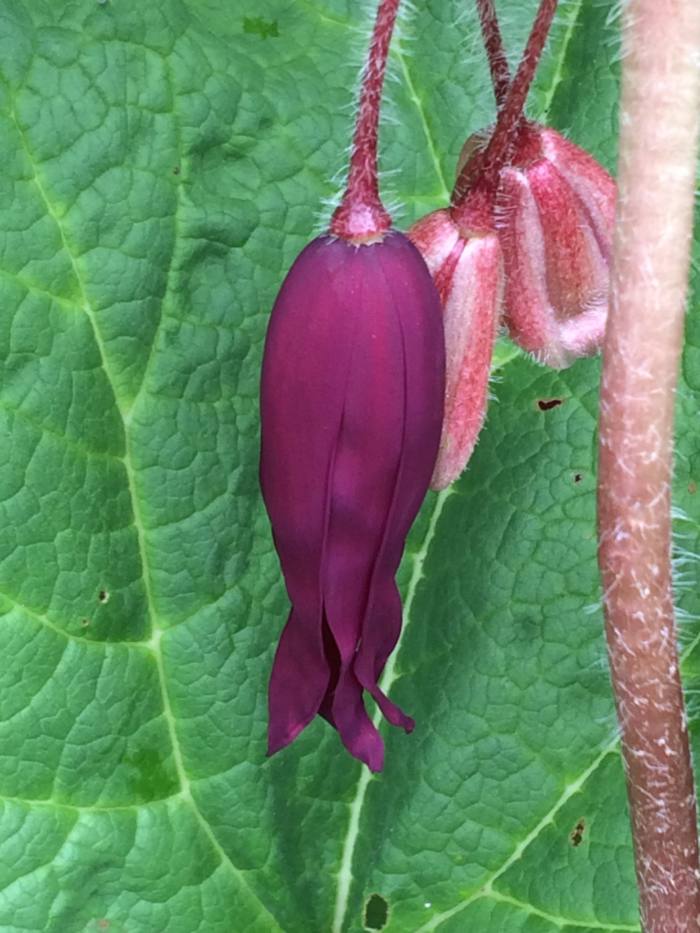 podophyllum_spotty_dotty_flower