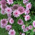 astrantia-major-rosensinfonie