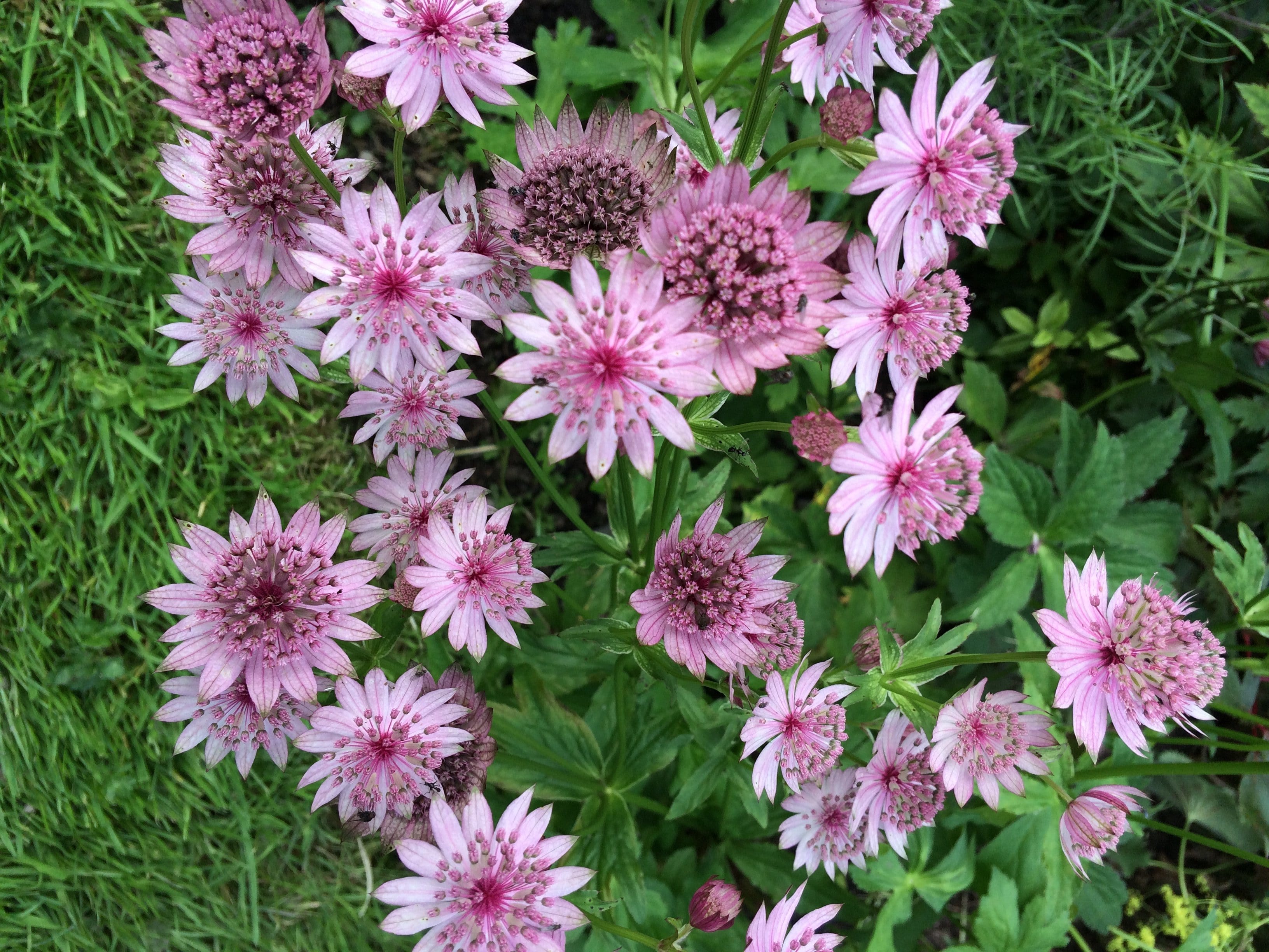 astrantia perennial rosea masterwort 9cm