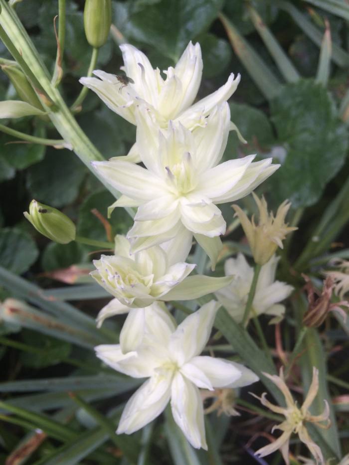 camassia-leichtlinii-semi-plena