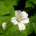 geranium-nodosum-silverwood