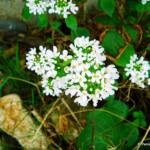 Pachyphragma macrophyllum