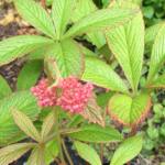 Rodgersia aesculifolia