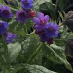 pulmonaria-trevi-fountain