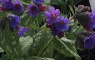 pulmonaria-trevi-fountain