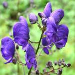 aconitum-napellus