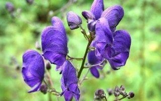 aconitum-napellus