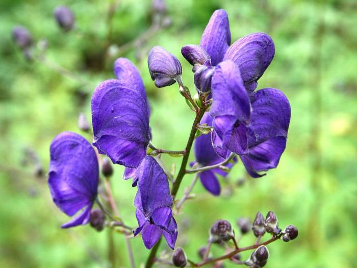 aconitum-napellus