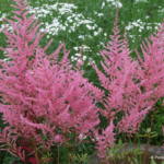 Astilbe 'Rheinland'