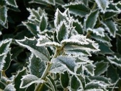 Ilex in frost