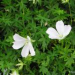 Geranium sanguineum 'Album'