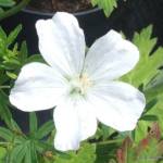 Geranium sanguineum 'Album'