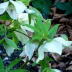 Helleborus niger