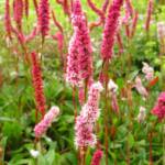 Persicaria affinis 'Darjeeling Red'